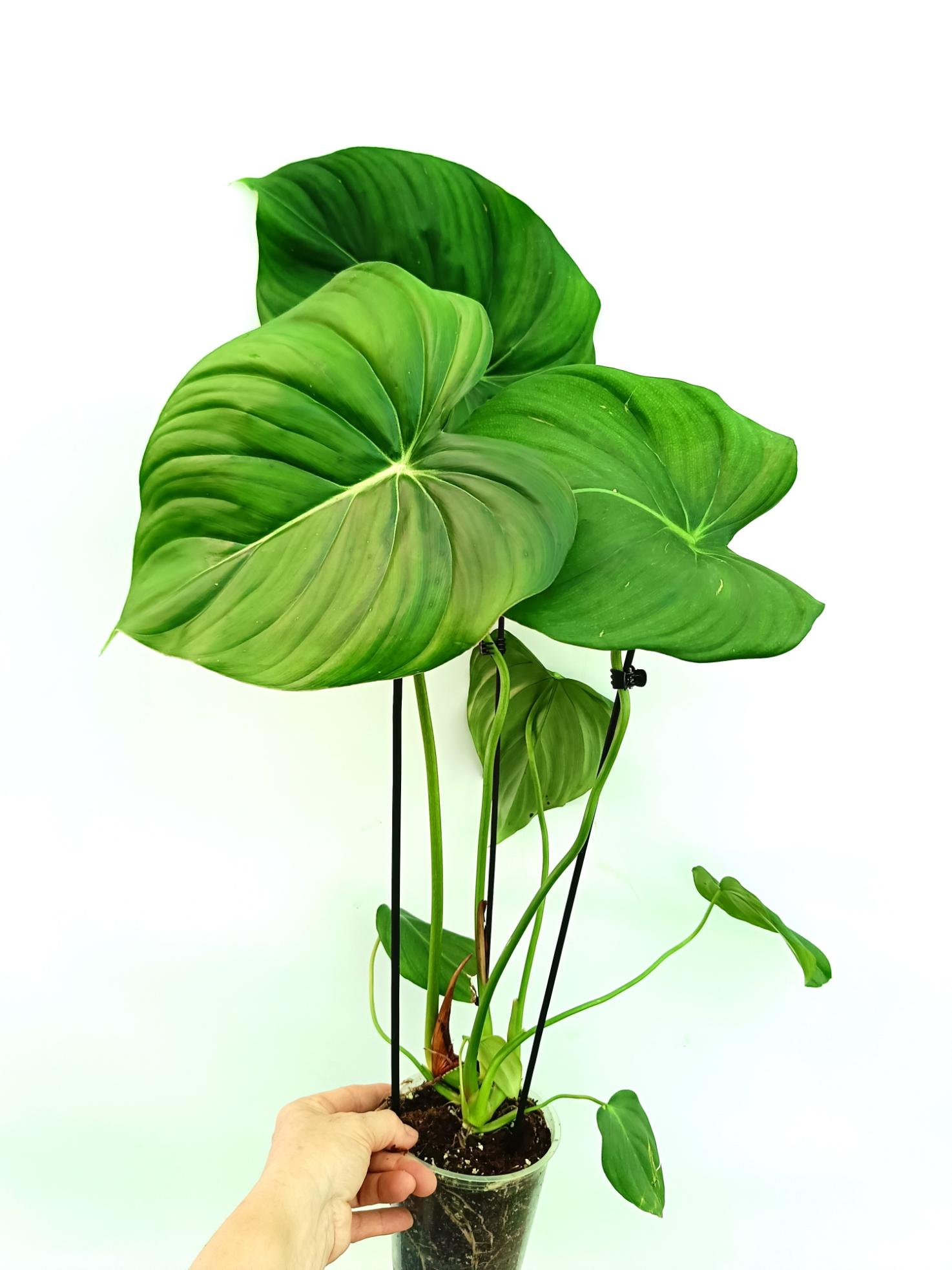 Philodendron pastazanum 1