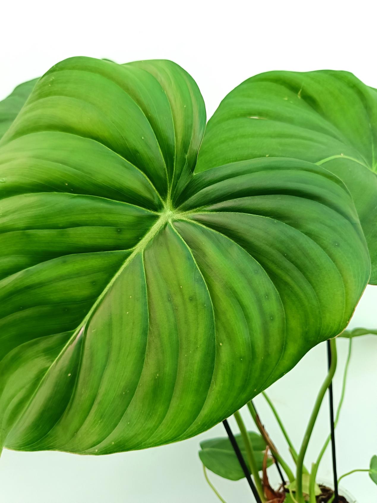 Philodendron pastazanum 5