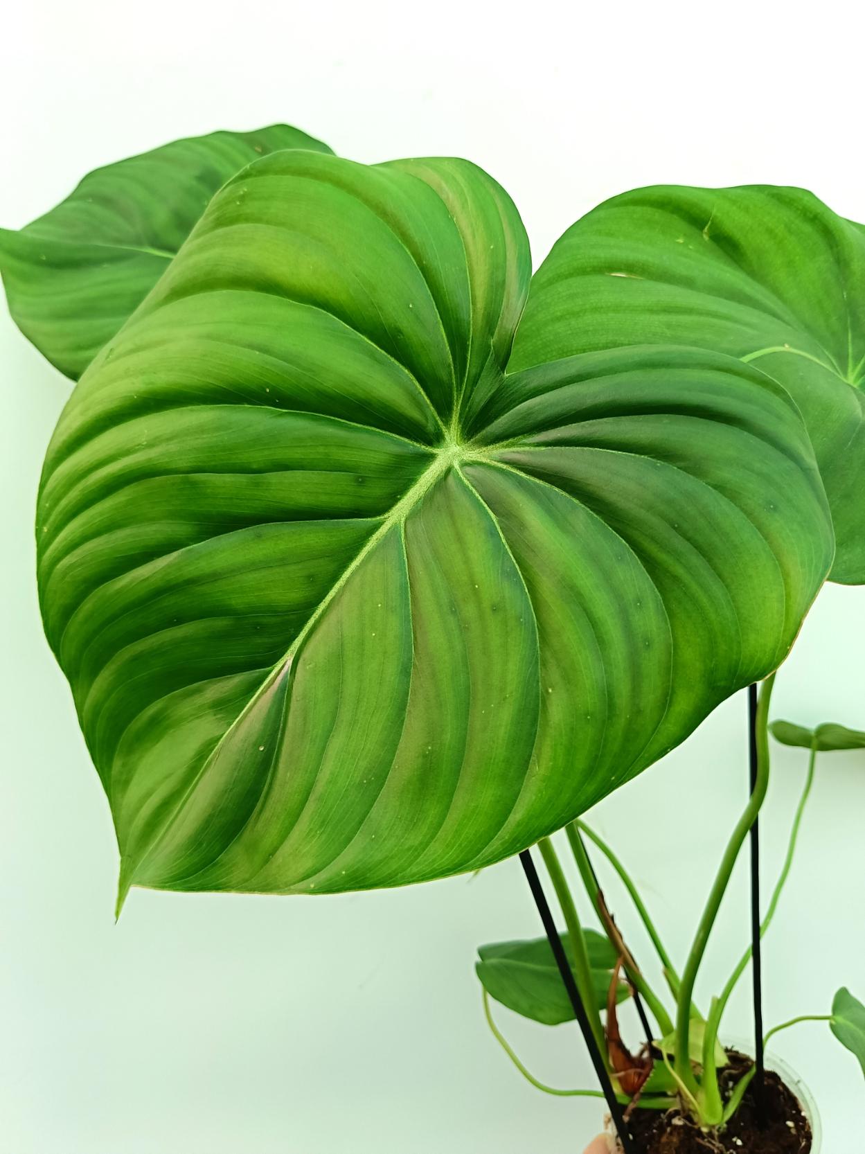 Philodendron pastazanum 6