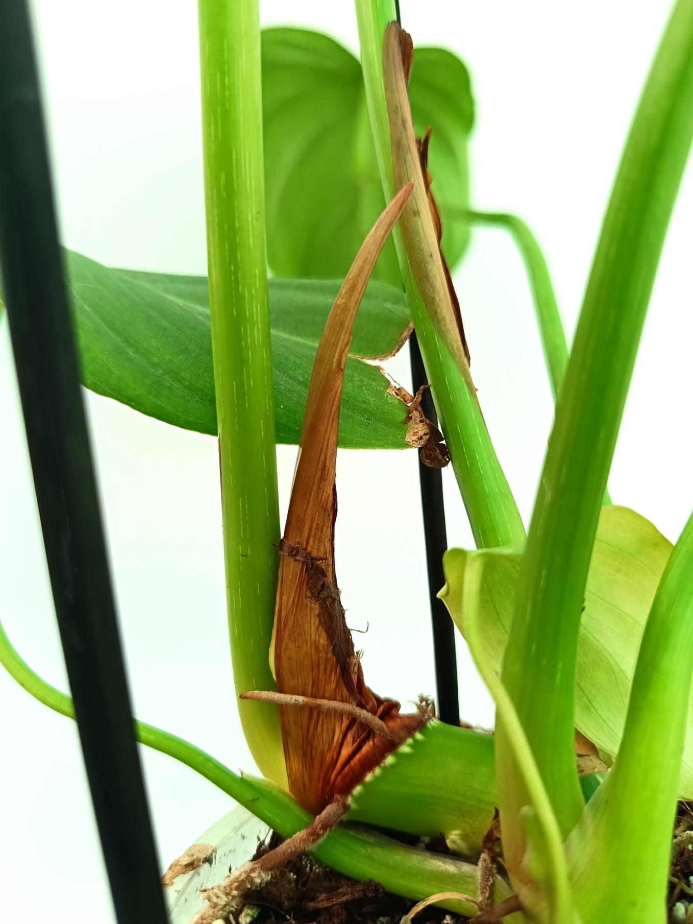 Philodendron pastazanum 7
