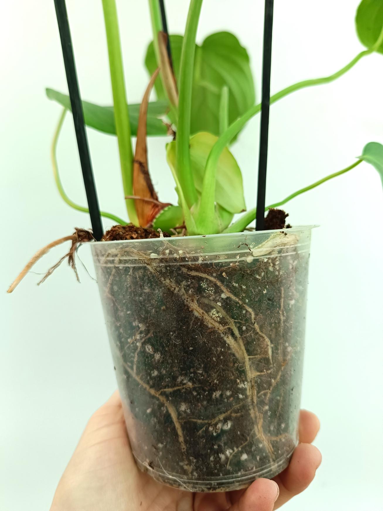 Philodendron pastazanum 4