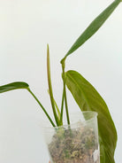 Philodendron patriciae