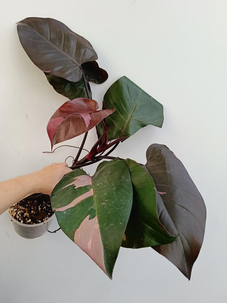 Philodendron pink princess