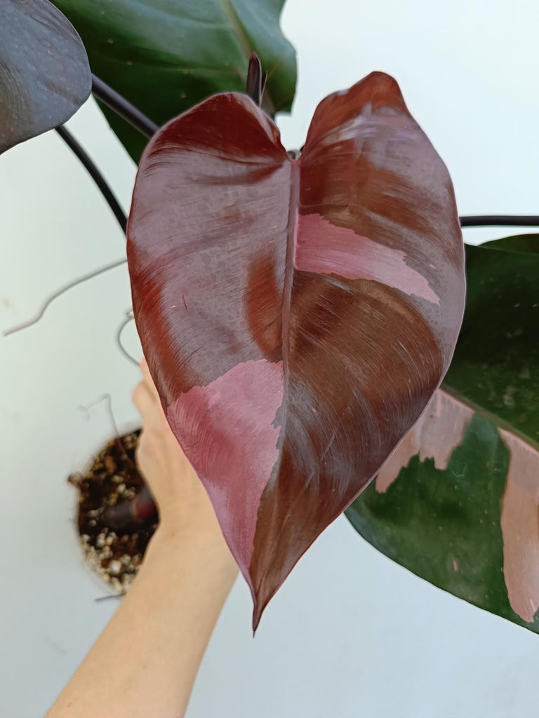 Philodendron pink princess