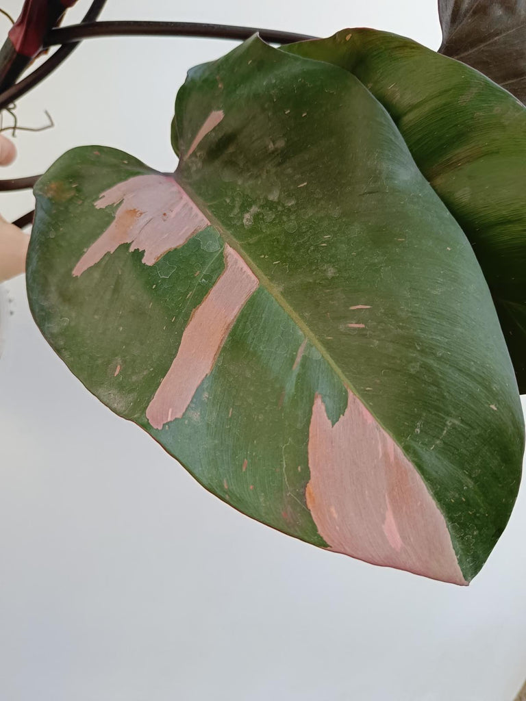 Philodendron pink princess