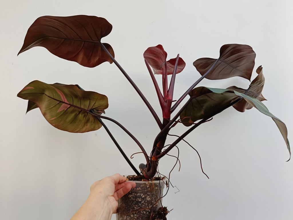 Philodendron pink princess