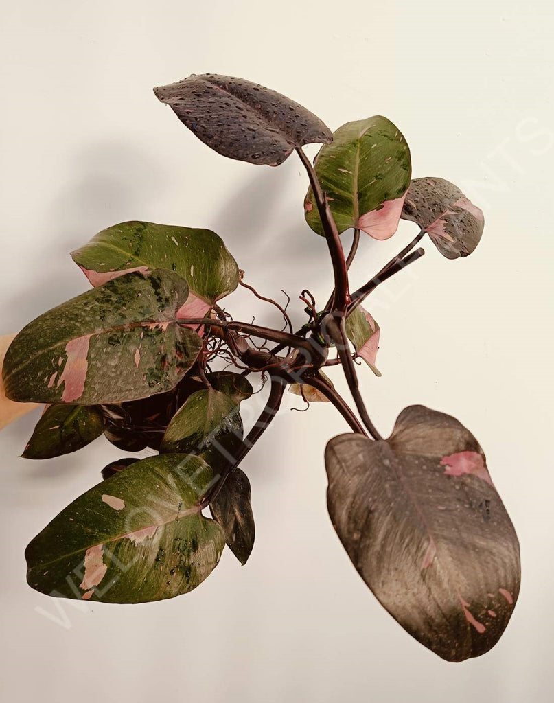 Philodendron pink princess