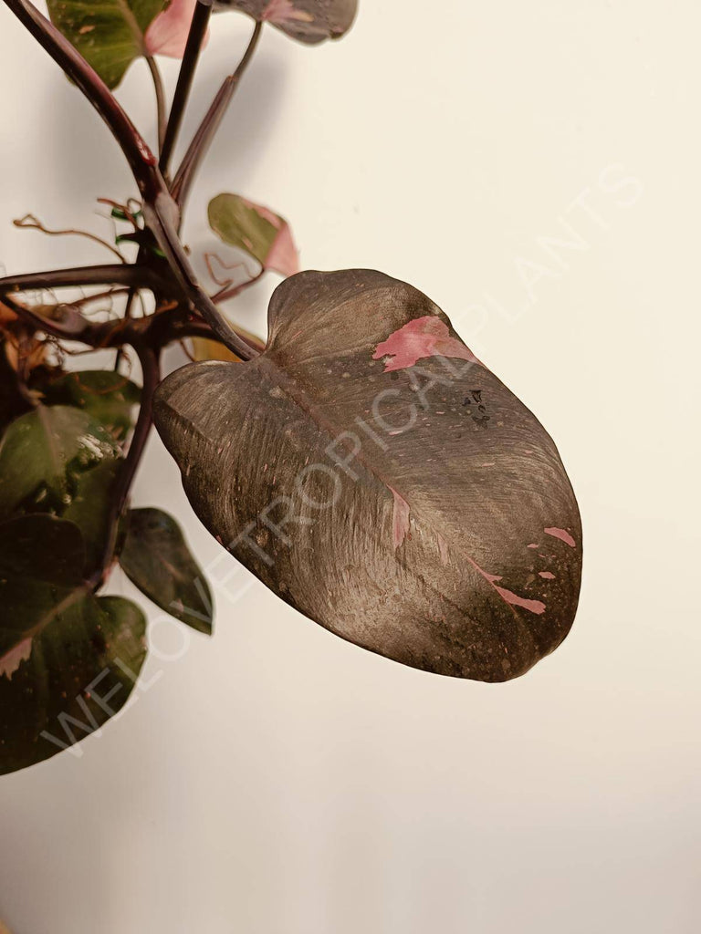 Philodendron pink princess