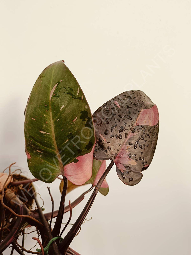 Philodendron pink princess