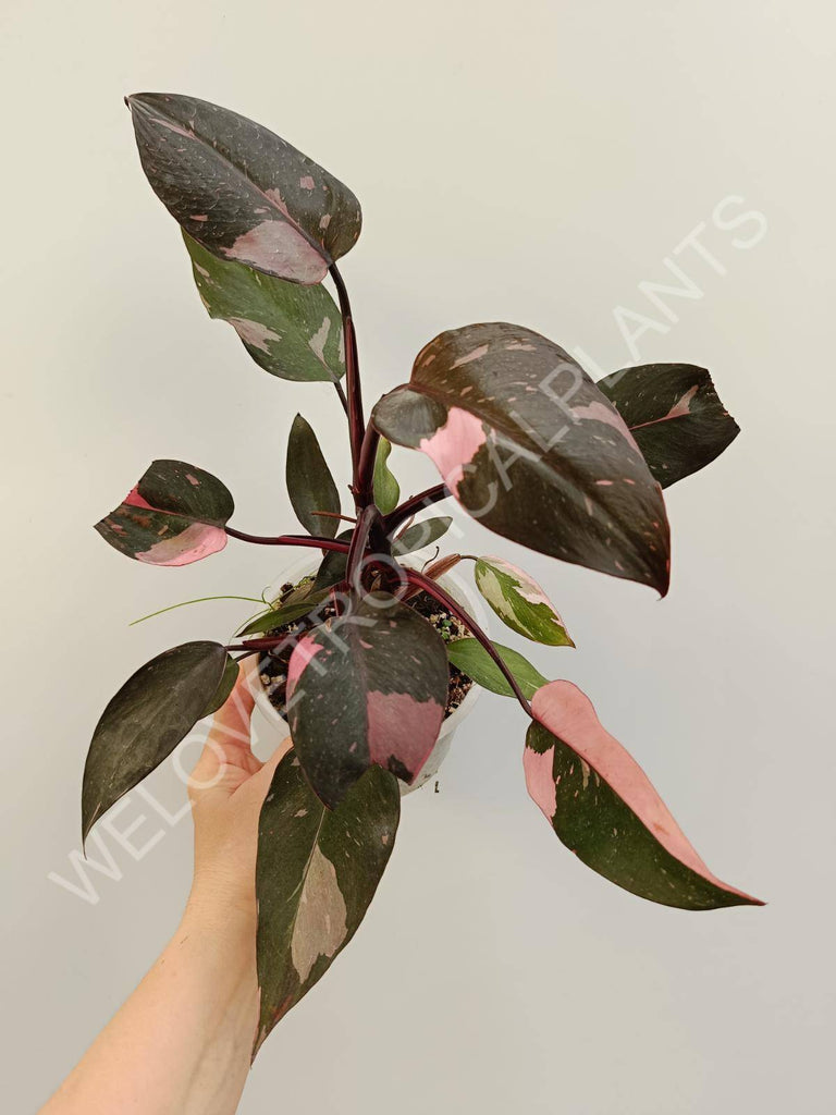 Philodendron pink princess