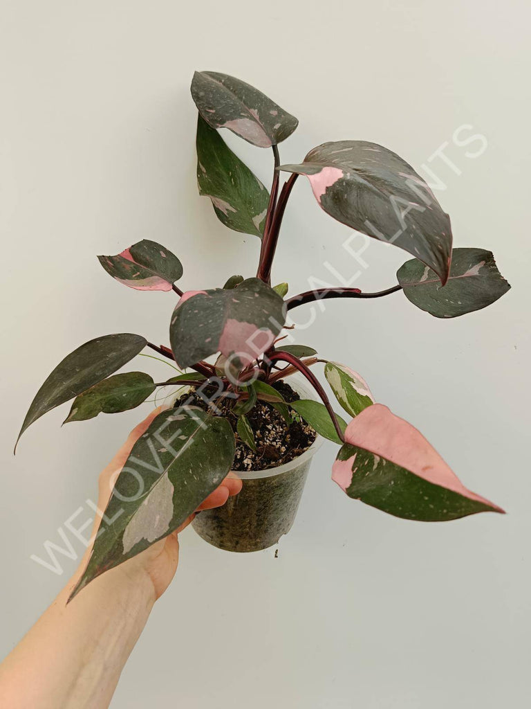 Philodendron pink princess