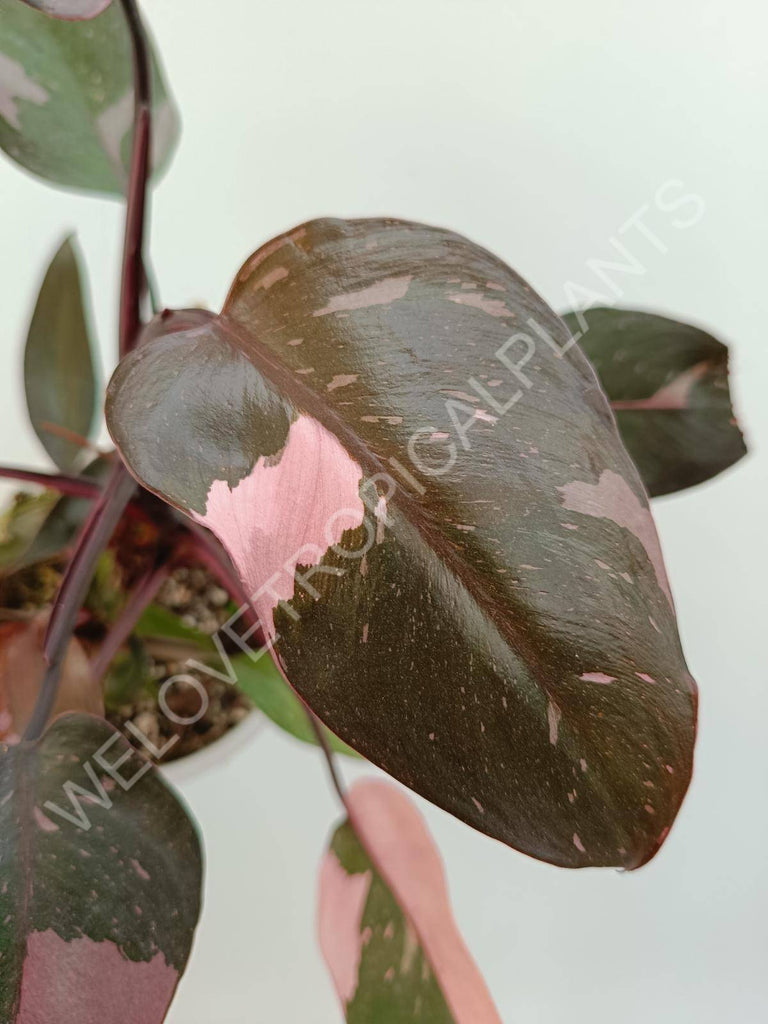 Philodendron pink princess