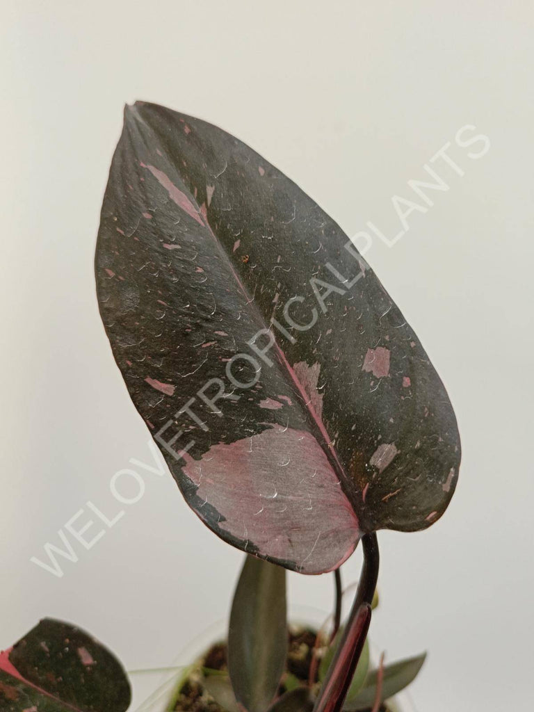 Philodendron pink princess