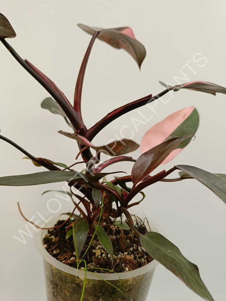 Philodendron pink princess