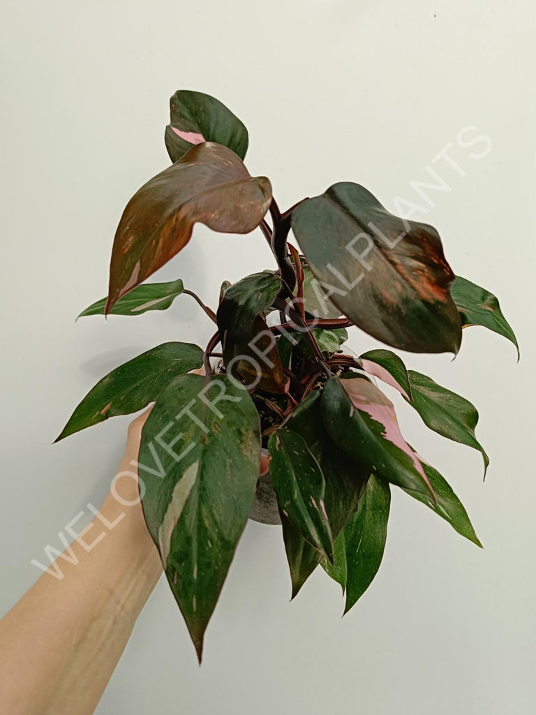 Philodendron pink princess