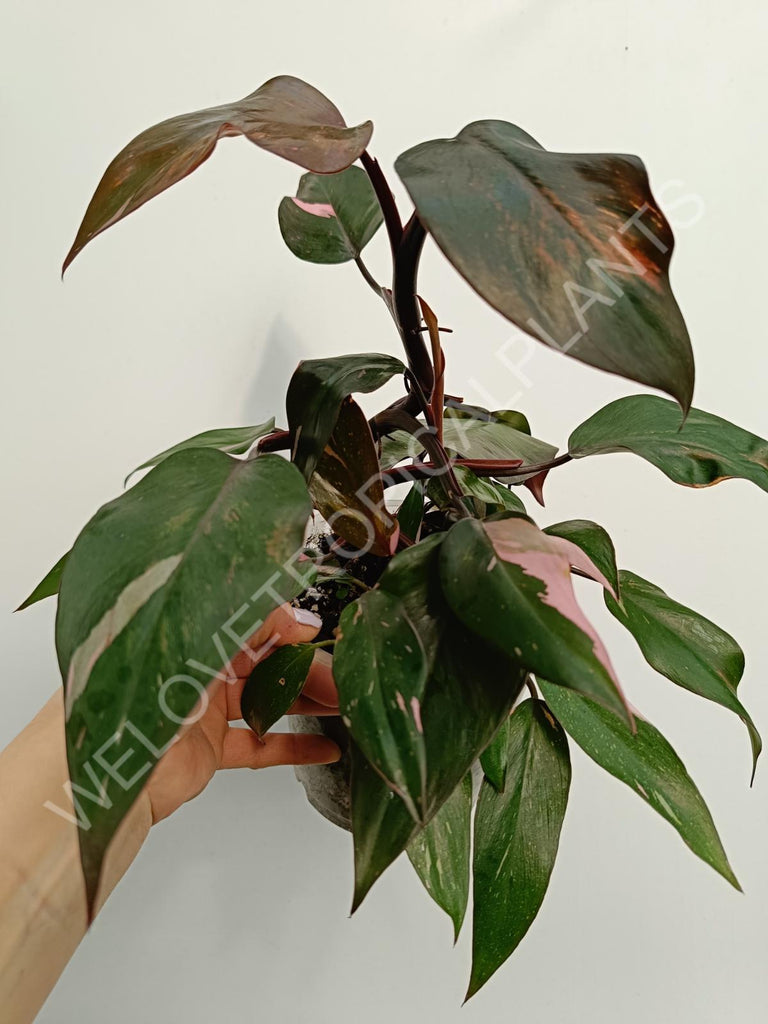 Philodendron pink princess