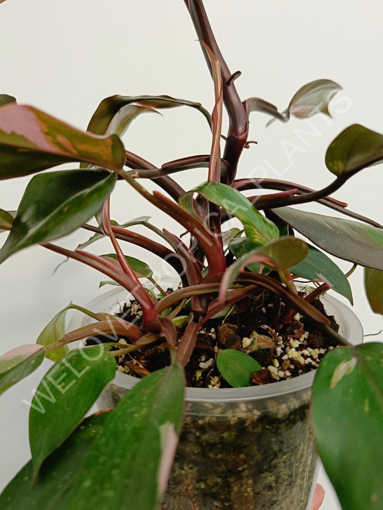 Philodendron pink princess