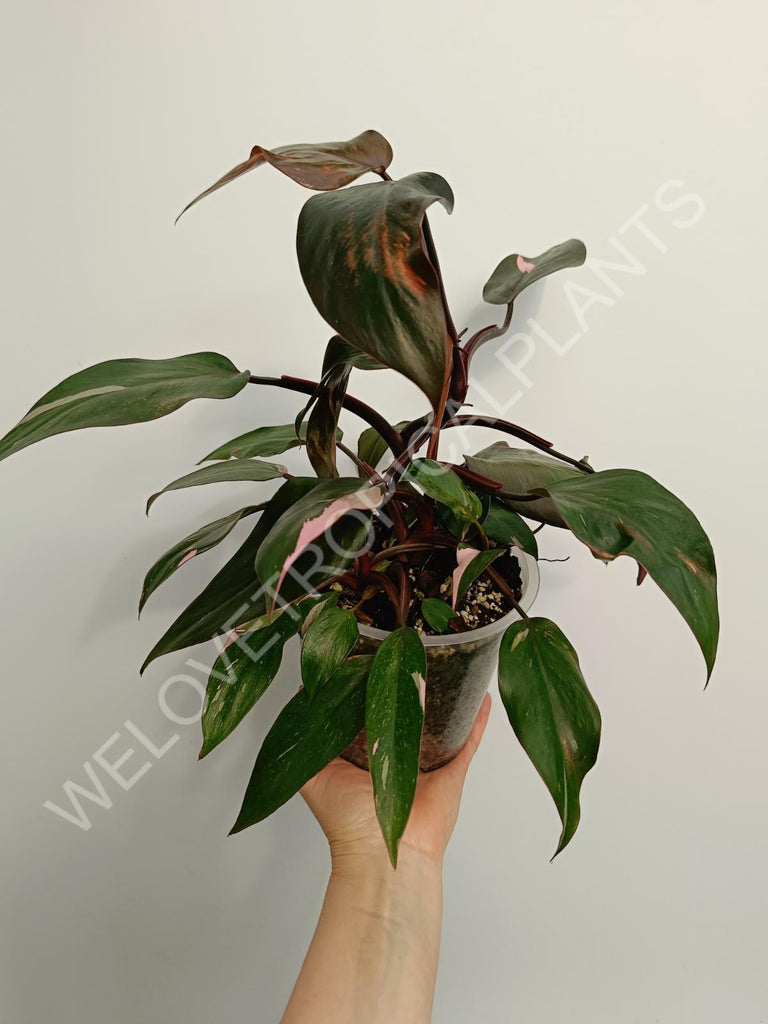 Philodendron pink princess