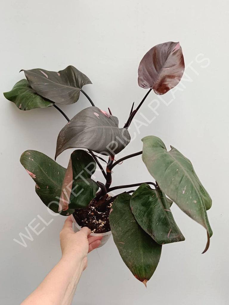 Philodendron pink princess