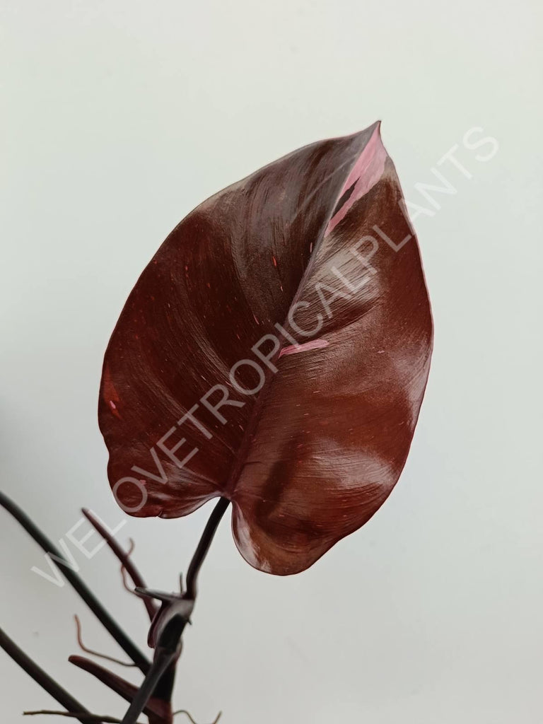 Philodendron pink princess