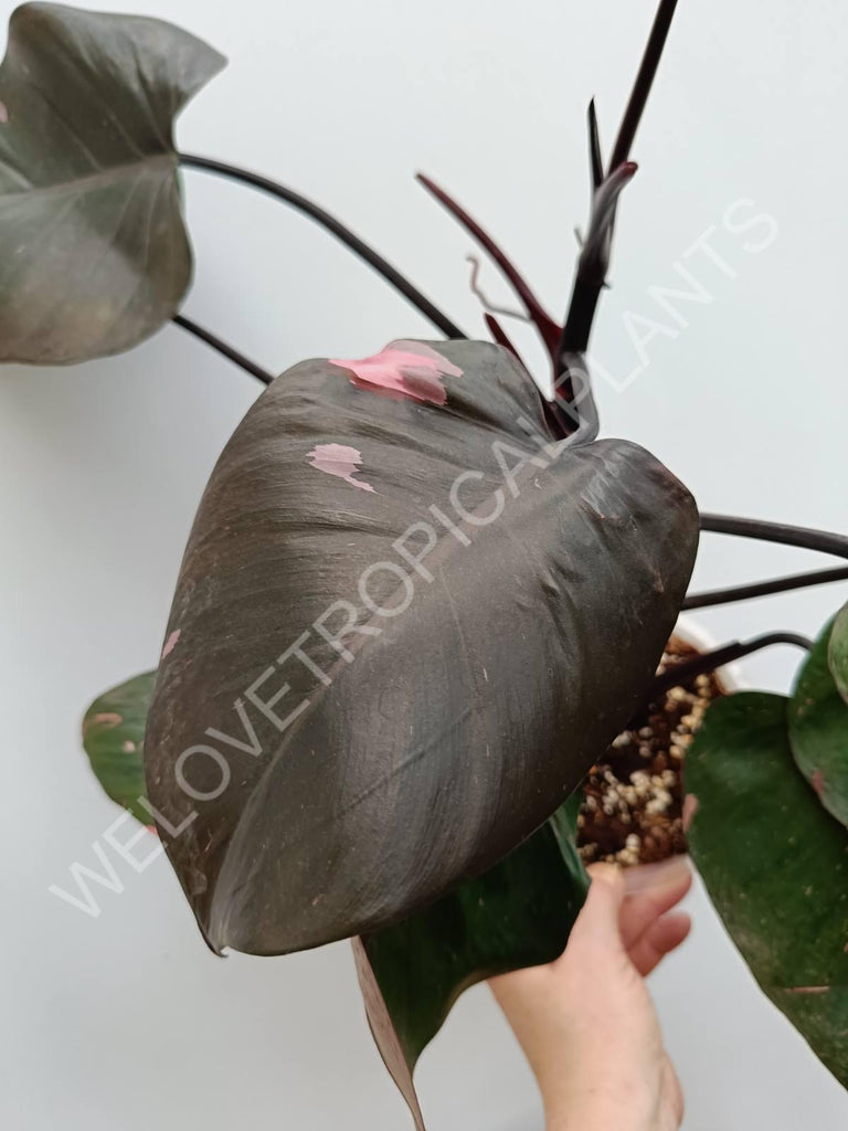 Philodendron pink princess