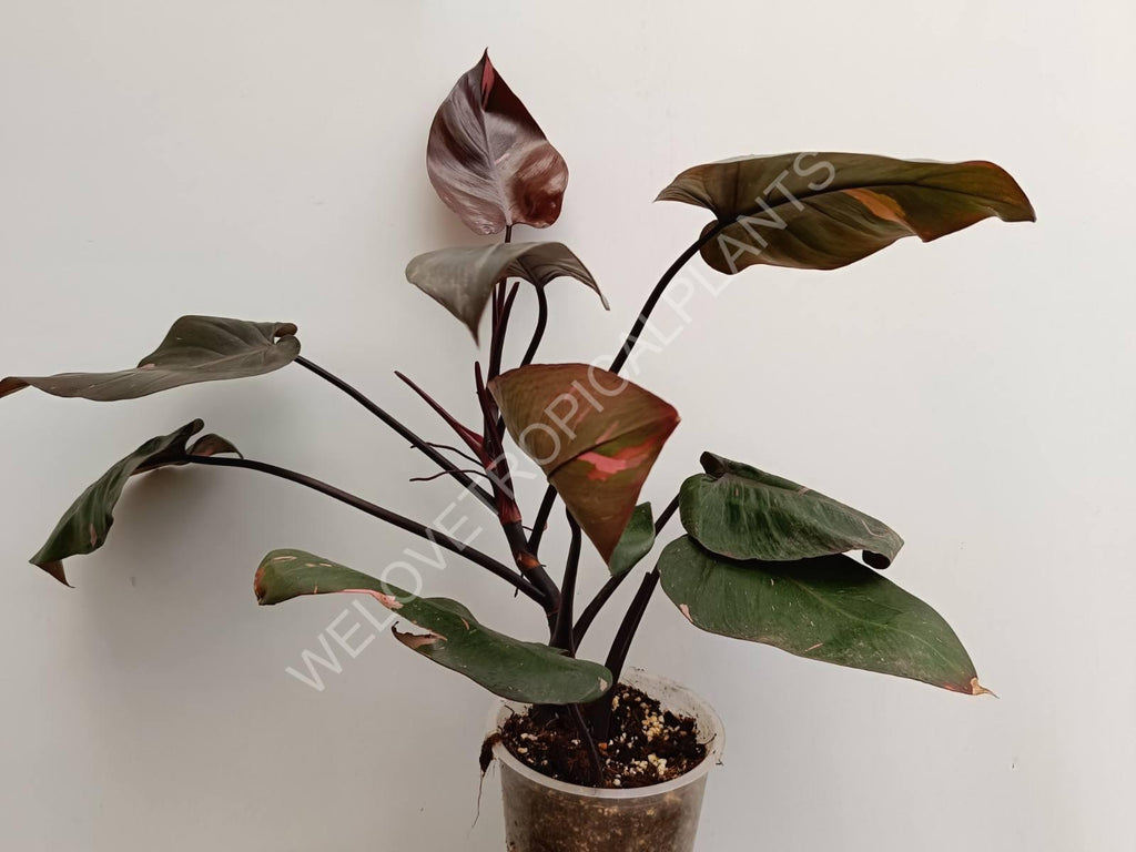 Philodendron pink princess