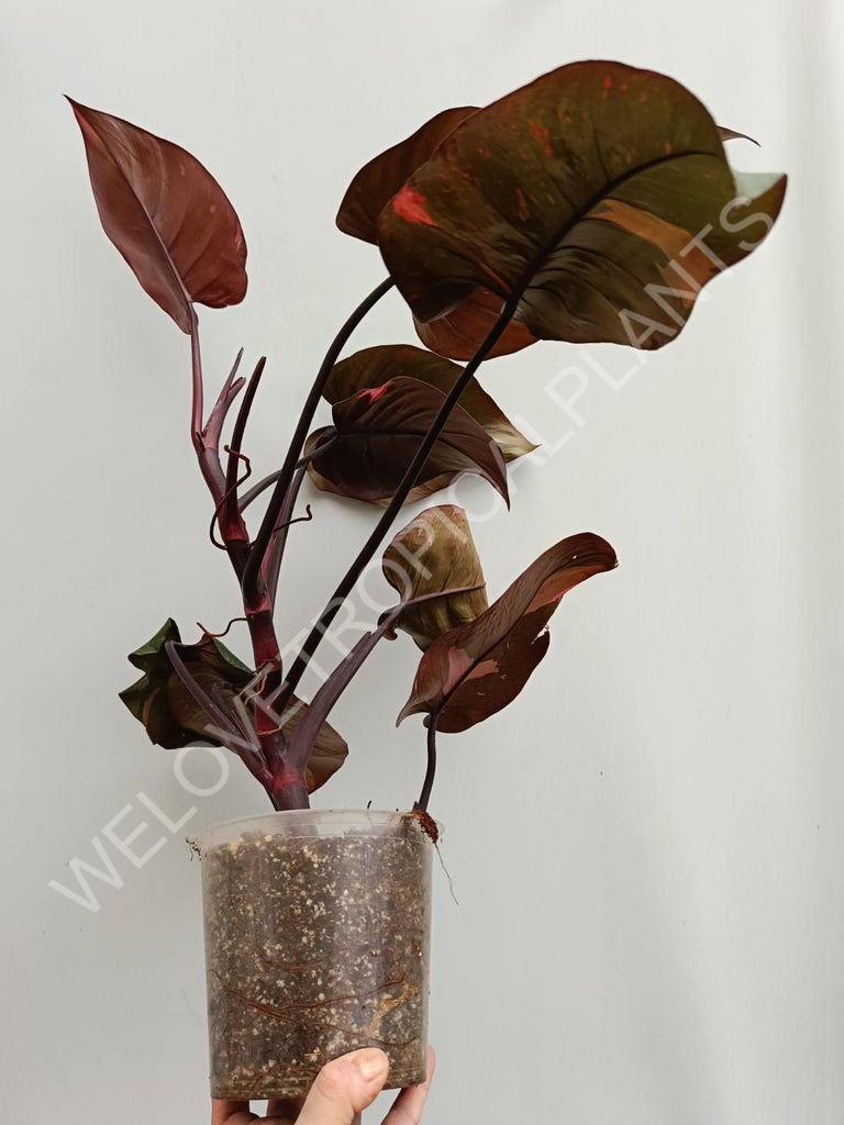 Philodendron pink princess