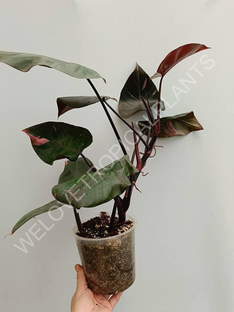 Philodendron pink princess