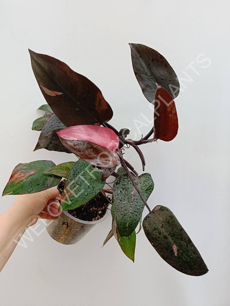 Philodendron pink princess