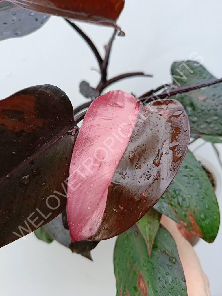 Philodendron pink princess