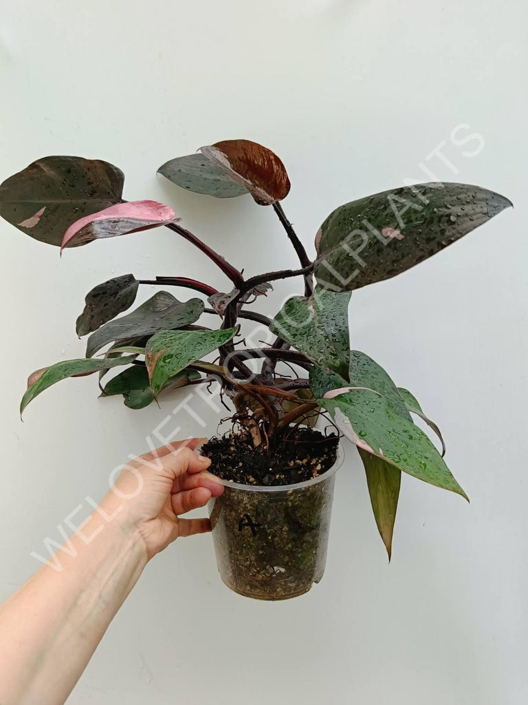 Philodendron pink princess