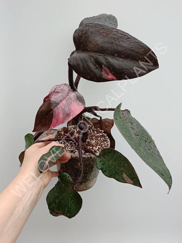 Philodendron pink princess