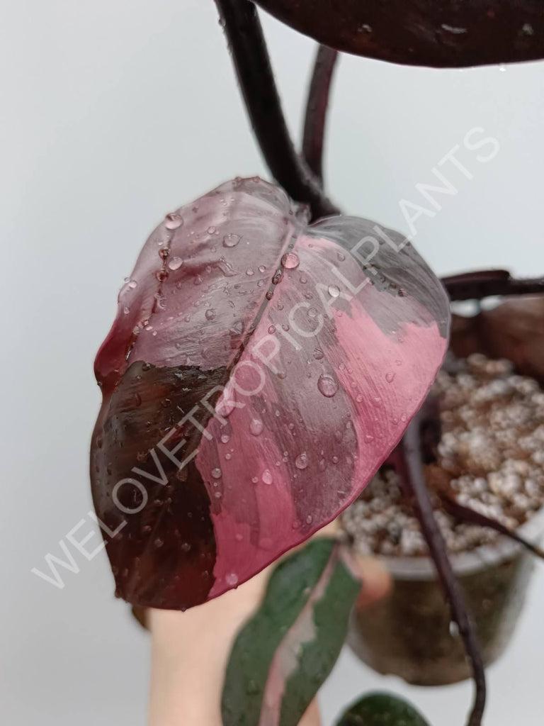 Philodendron pink princess