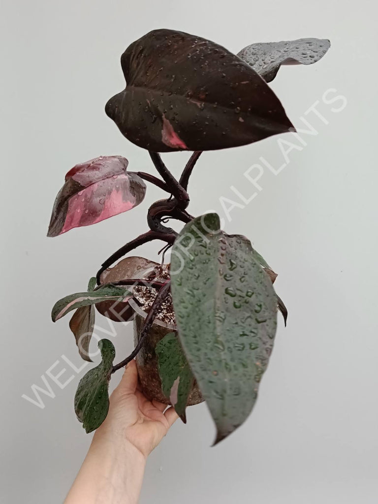 Philodendron pink princess