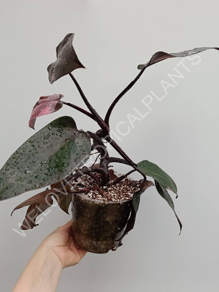 Philodendron pink princess