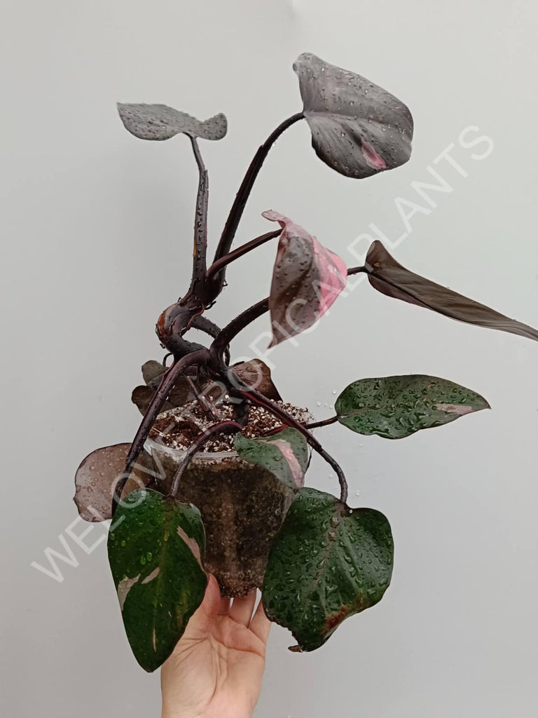 Philodendron pink princess