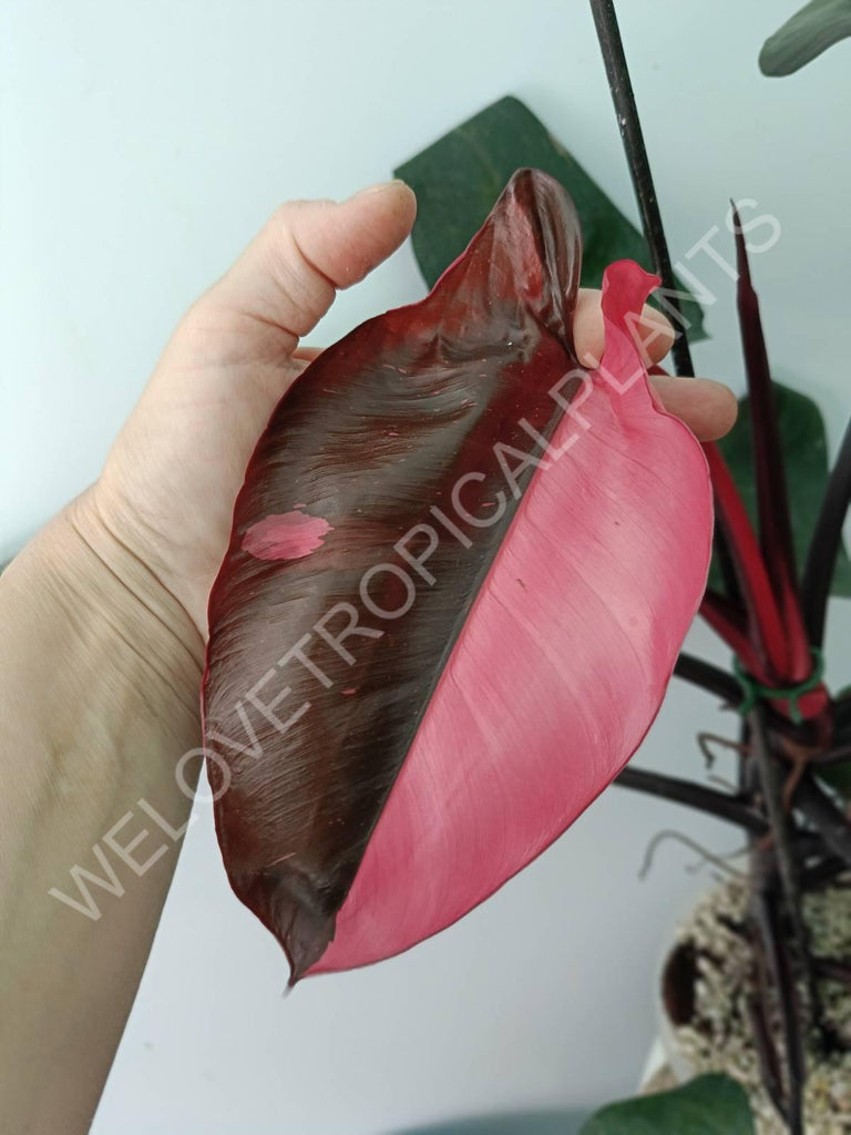 Philodendron pink princess 