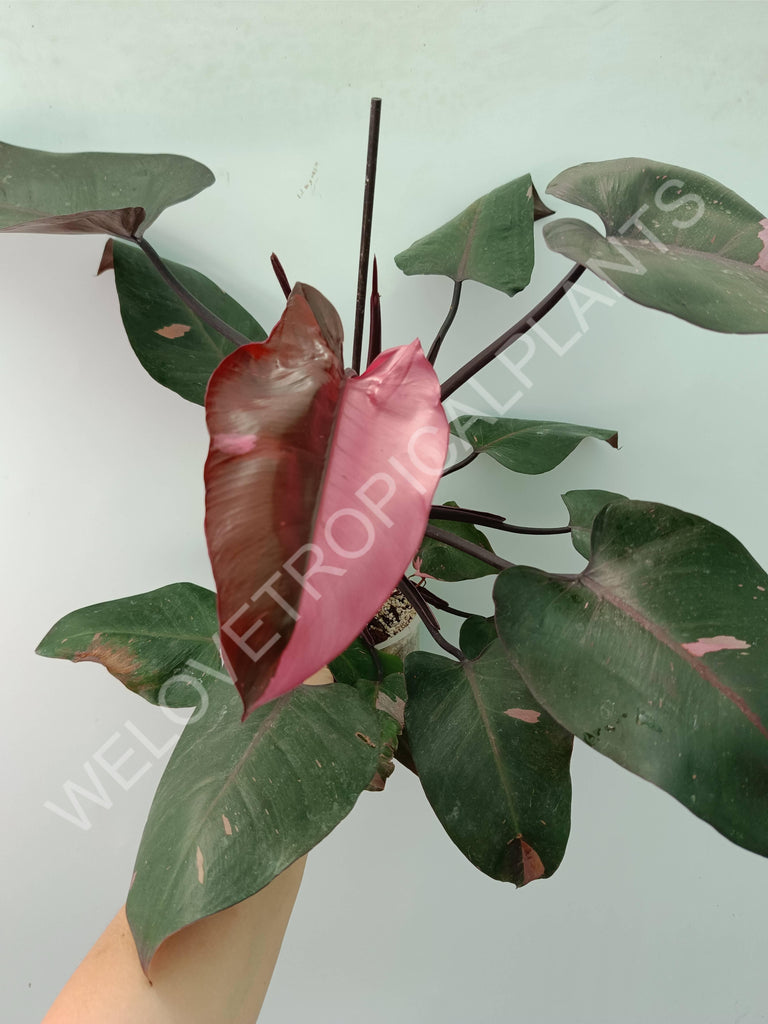 Philodendron pink princess 