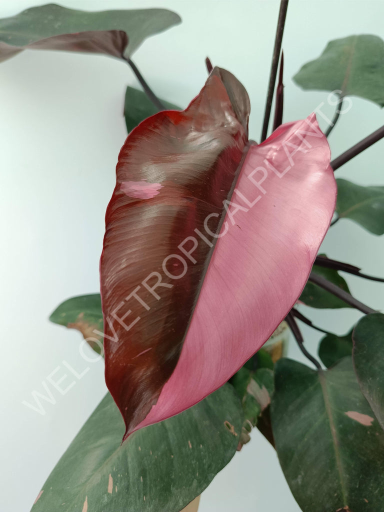 Philodendron pink princess 