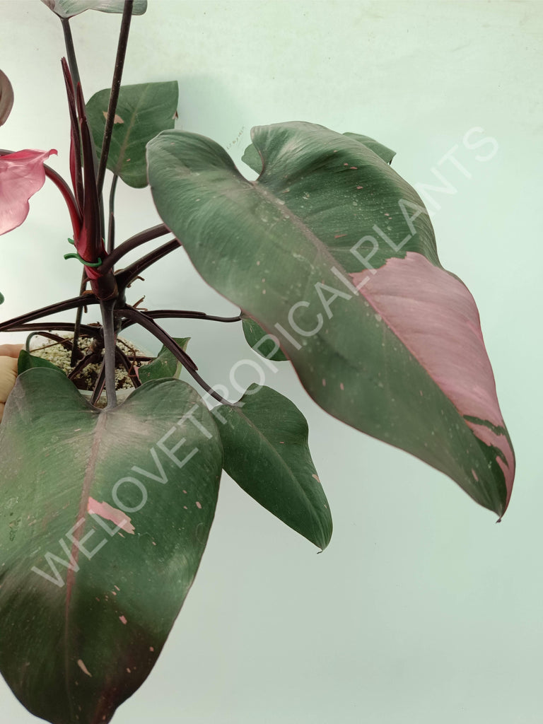 Philodendron pink princess 