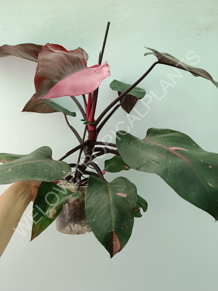 Philodendron pink princess 