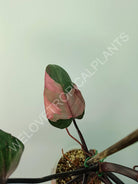 Philodendron pink princess XL