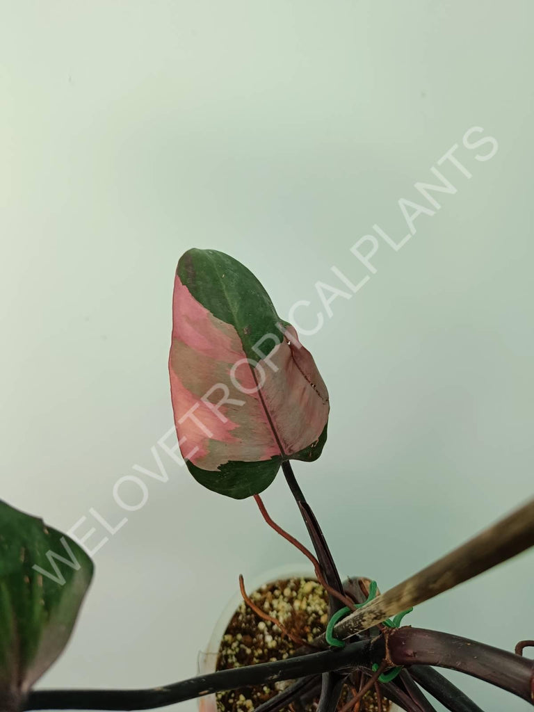 Philodendron pink princess XL