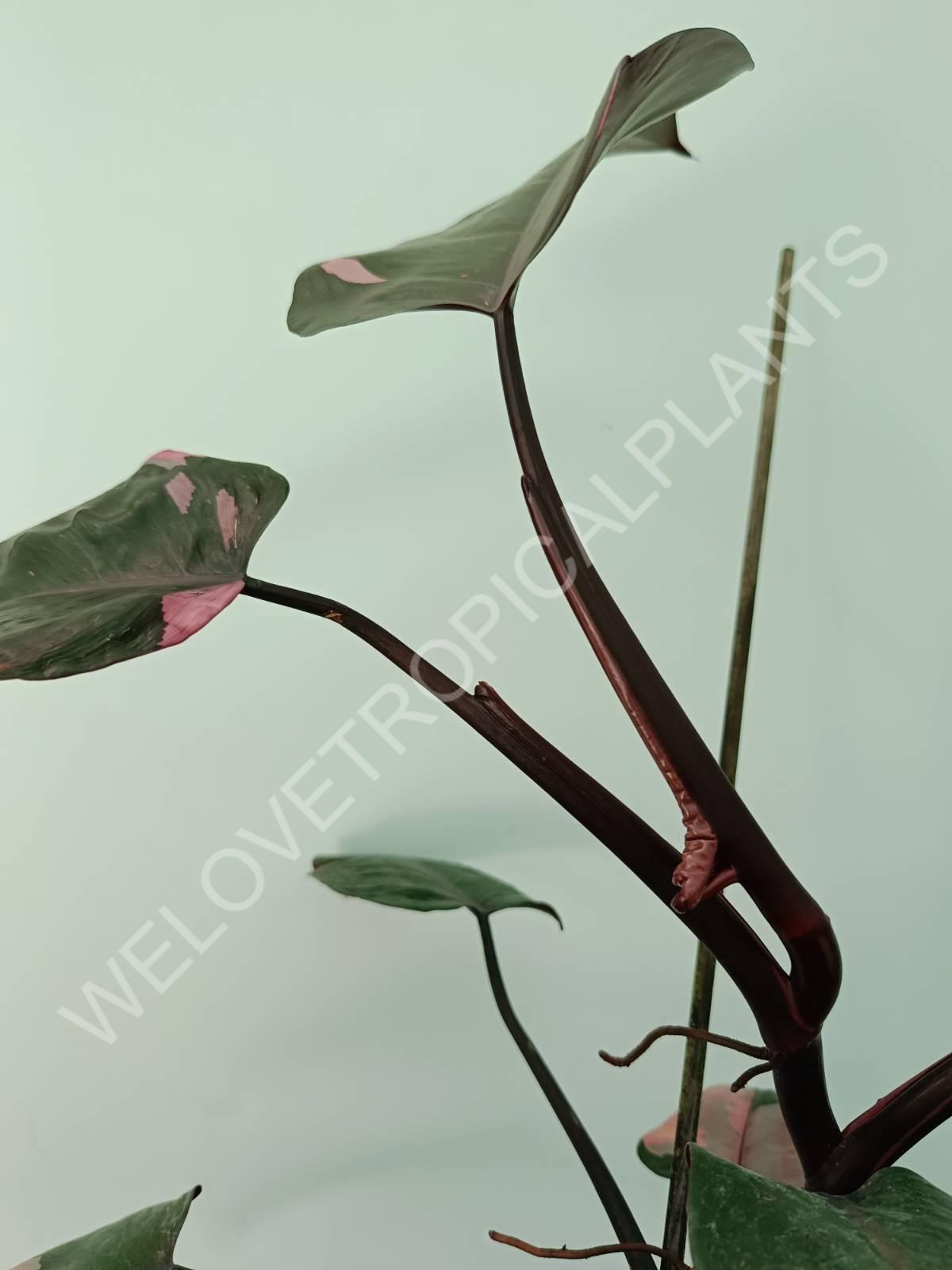 Philodendron pink princess XL