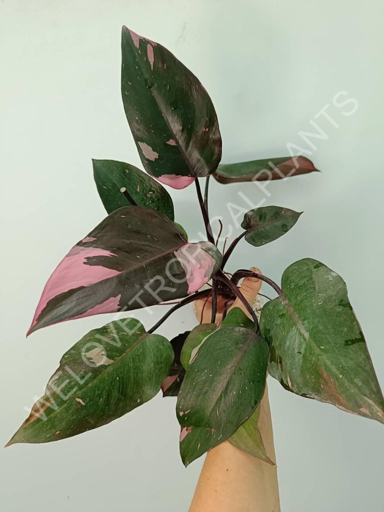 Philodendron pink princess