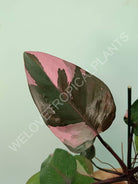 Philodendron pink princess