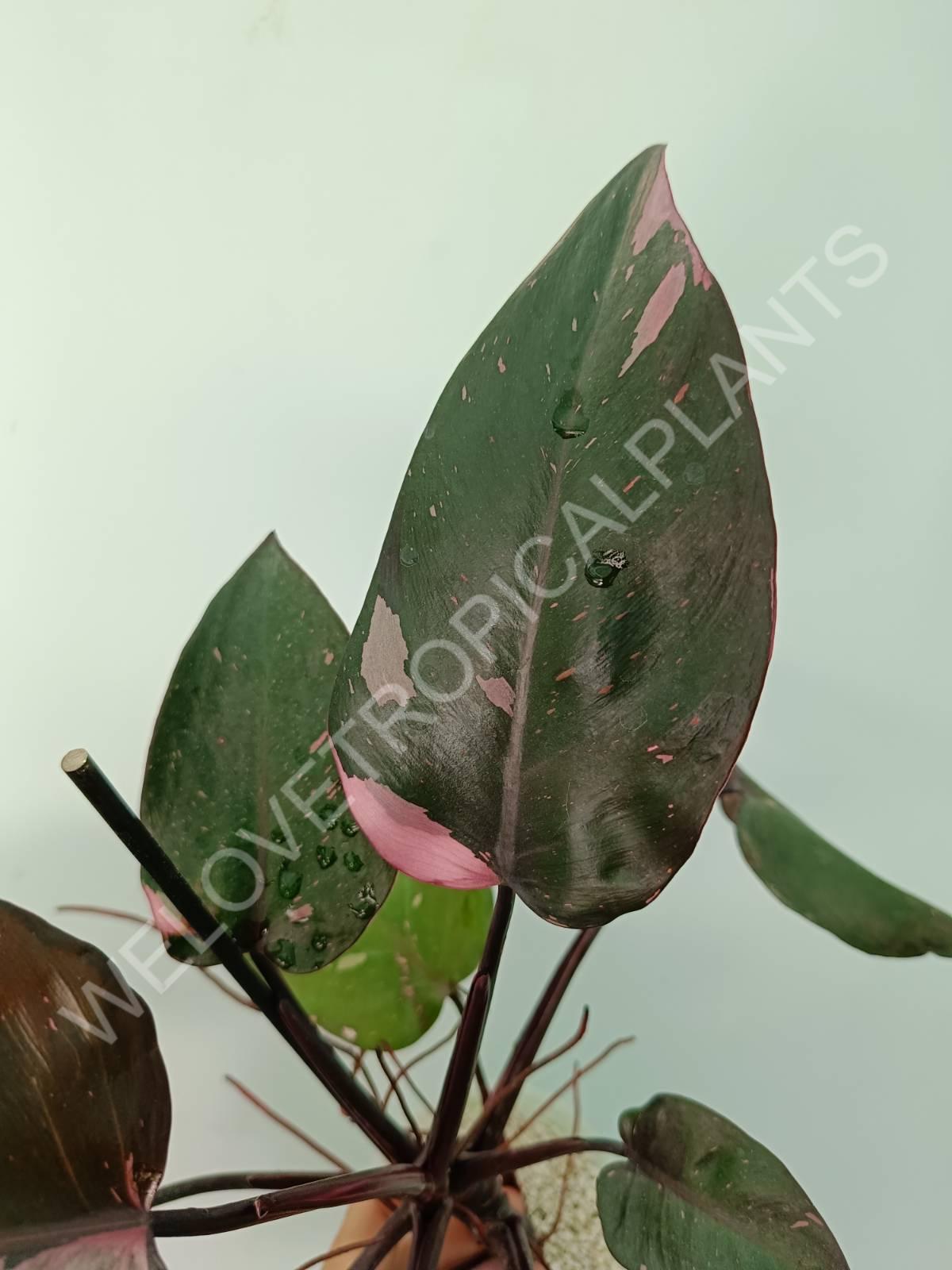 Philodendron pink princess