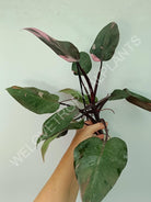 Philodendron pink princess