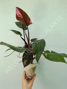 Philodendron pink princess