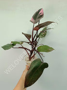 Philodendron pink princess